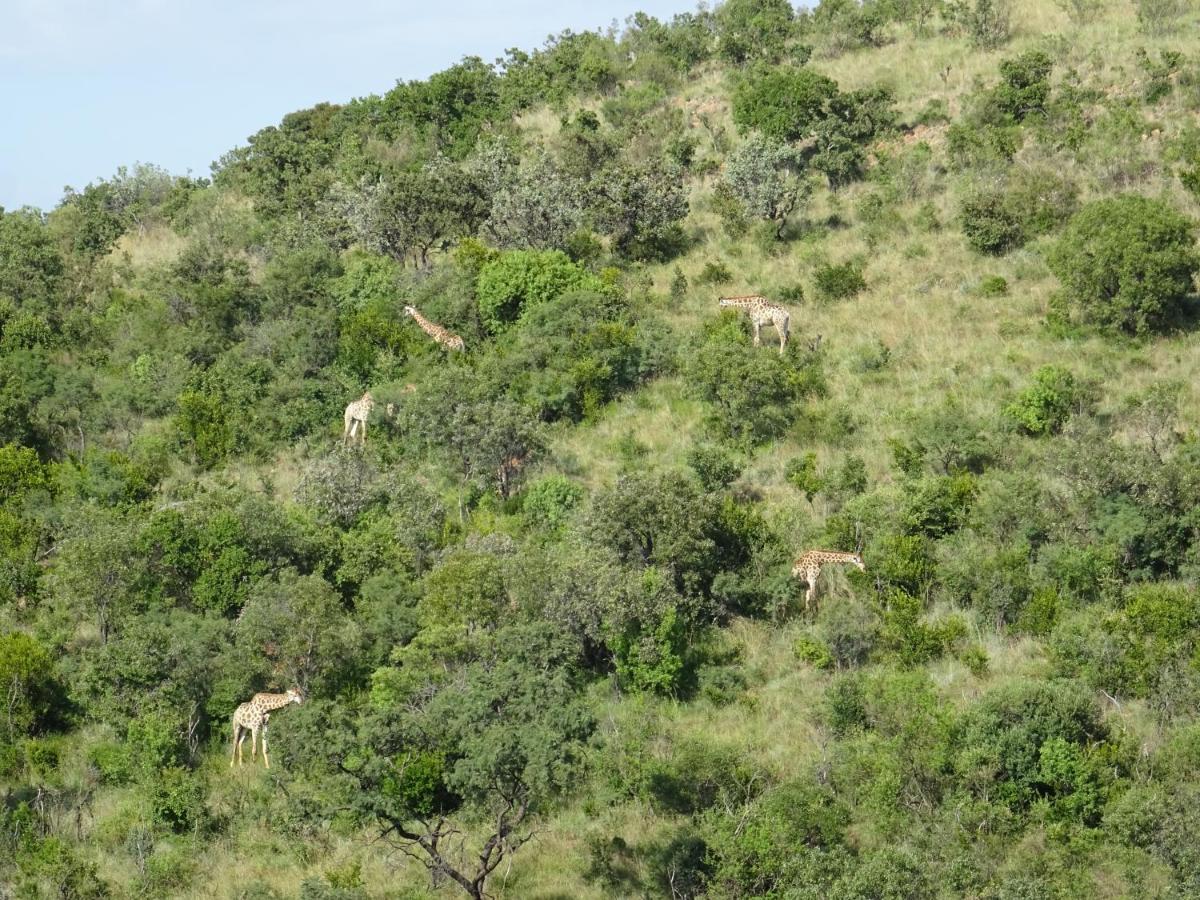 Schrikkloof Private Nature Reserve, Home Of The Lions Foundation 贝拉贝拉 外观 照片